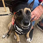 Lady joined the competition — help win amazing prizes! achievement, bandana, black_nose, brown_dog, canine, celebration, closeup, dog, ears, floor, graduation_cap, hand, happy, indoor, leash, person, pet, shoes, sitting, tile_floor