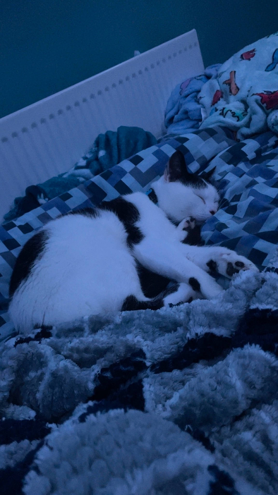 Harvey joined the competition — help win amazing prizes! carnivore, cat, felidae, freezing, fur, linens, pattern, precipitation, small_to_medium_sized_cats, snow, tail, whiskers, winter