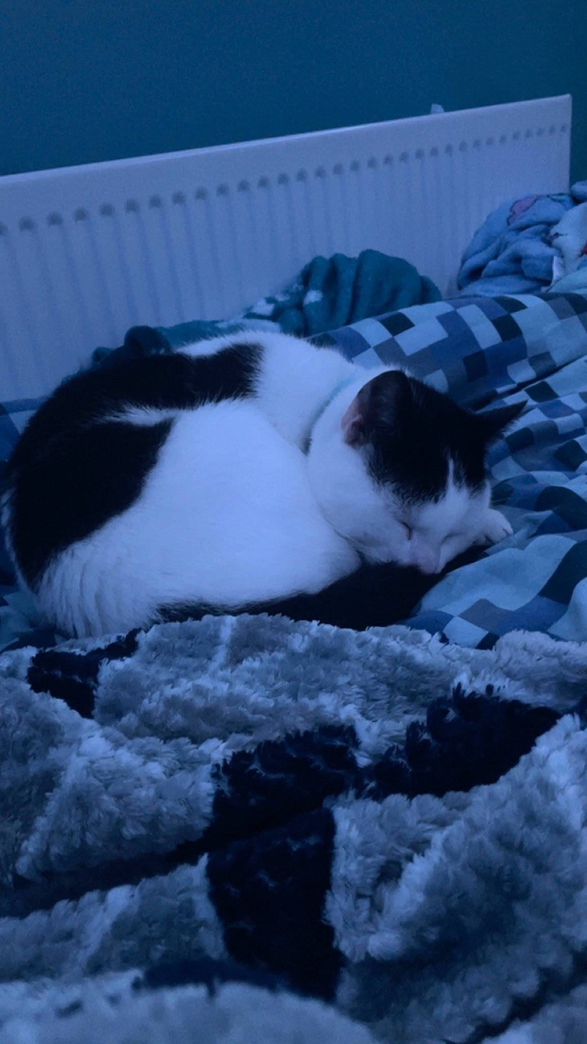 Harvey joined the competition — help win amazing prizes! carnivore, cat, cat_bed, cat_supply, comfort, felidae, freezing, fur, monochrome_photography, precipitation, small_to_medium_sized_cats, snout, snow, tail, terrestrial_animal, whiskers, winter