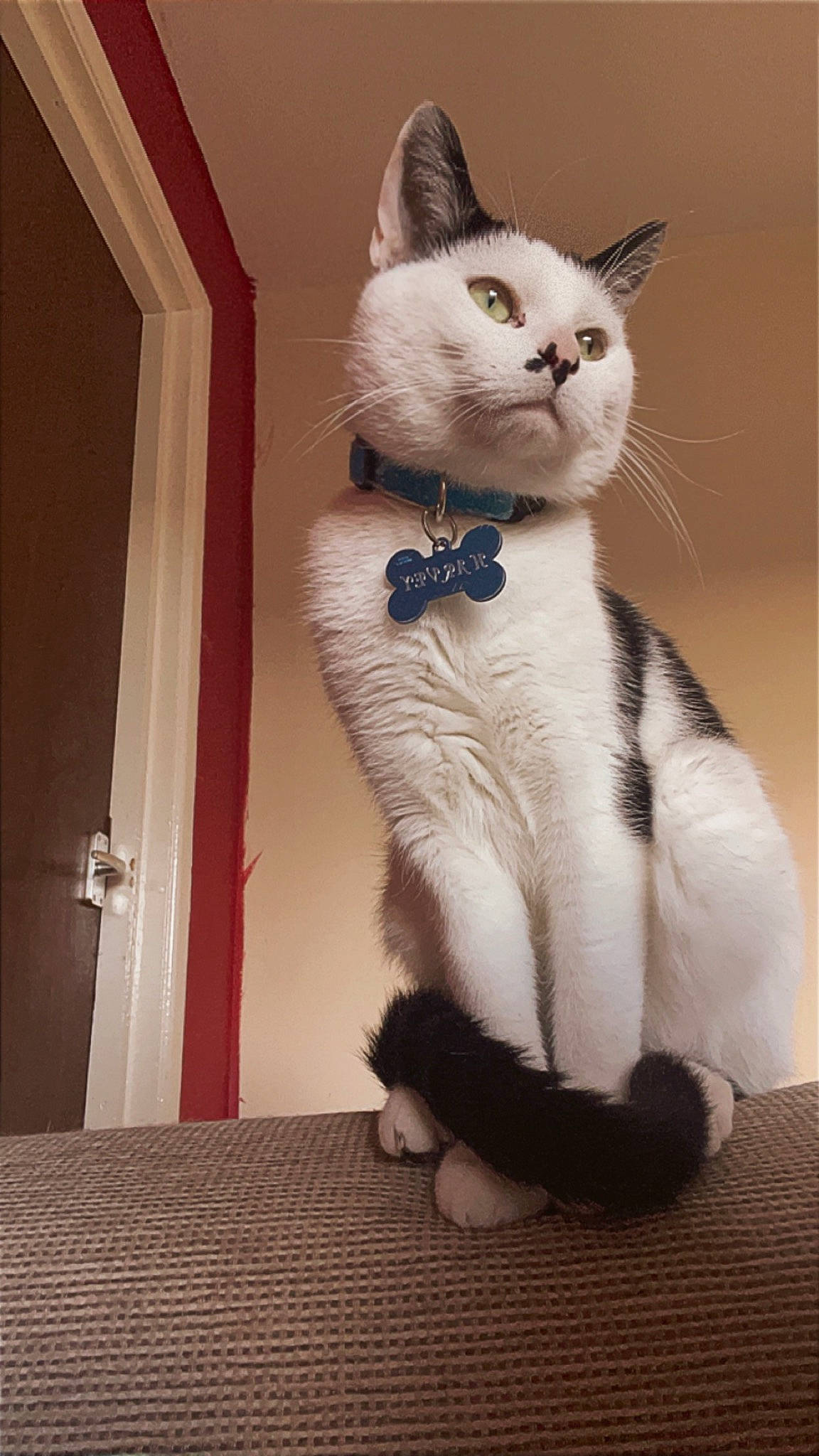 Harvey joined the competition — help win amazing prizes! cardboard, carnivore, cat, cat_furniture, domestic_short_haired_cat, door, fawn, felidae, fur, hardwood, paw, photo_caption, small_to_medium_sized_cats, snout, tail, terrestrial_animal, whiskers, window, wood