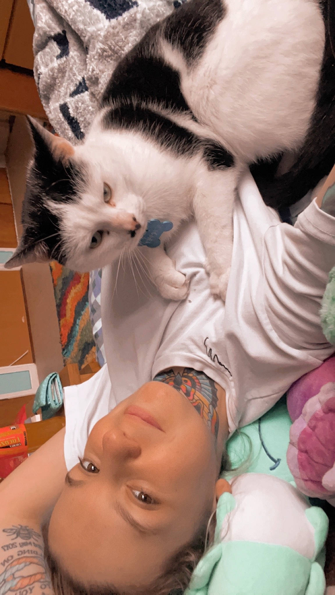 Harvey joined the competition — help win amazing prizes! black_hair, carnivore, cat, chest, comfort, domestic_short_haired_cat, elbow, eyelash, felidae, finger, happy, human_body, human_leg, nail, nose, skin, small_to_medium_sized_cats, thigh, whiskers, white