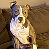 Duchess is registered to the contest to win money with this photo: dog, pit_bull, brown_couch, indoor, pet, canine, sitting, attentive, white_and_gray_coat, fur, animal, domestic, companion, relaxed, curious_eyes, warm_lighting, furniture, household, portrait, paw