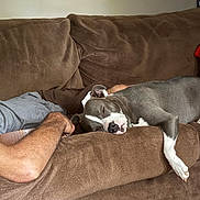 Duchess joined the competition — help win amazing prizes! dog, sleeping, couch, brown_couch, relaxing, indoor, pet, resting, person, arm, gray_dog, white_paws, napping, cozy, living_room, furniture, domestic, home, comfort, casual