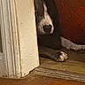 Duchess is registered to the contest to win money with this photo: dog, door_frame, floor, paw, quilt, shadow, wood, indoor, animal, pet, resting, brown, white, black, curious, hidden, cozy, quiet, texture, warm_tones
