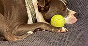 Duchess joined the competition — help win amazing prizes! dog, sleeping, tennis_ball, blanket, brown, white, collar, polka_dot, cozy, resting, pet, animal, indoor, cute, paw, snout, fur, relaxed, side_view, napping