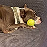 dog, sleeping, tennis_ball, blanket, brown, white, collar, polka_dot, cozy, resting, pet, animal, indoor, cute, paw, snout, fur, relaxed, side_view, napping