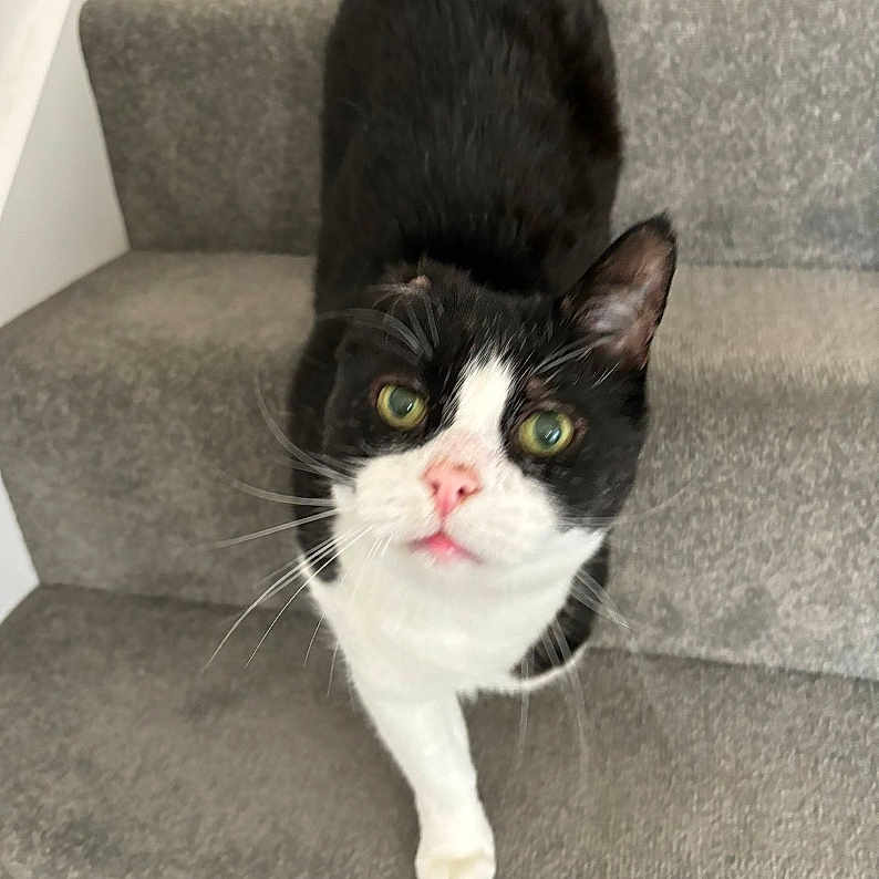 Socks joined the competition — help win amazing prizes! abyssinian, angora, animal, architecture, blackcat, building, cat, chair, couch, cushion, furniture, hardwood, homedecor, house, housing, kitten, manx, pet, staircase, wood
