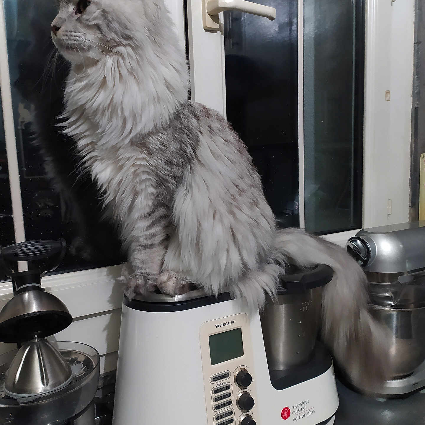Tara participe au concours pour gagner de l'argent avec cette photo : abyssinian, angora, animal, appliance, cat, cooker, cookware, cup, device, electricaldevice, indoors, kettle, kitchen, kitten, manx, mixer, pet, pot, scale, slowcooker