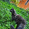 Lilith participe au concours pour gagner de l'argent avec cette photo : cat, black_cat, animal, pet, outdoor, garden, greenery, plants, grass, house, orange_wall, daylight, curious, fur, tail, nature, leaves, harness, exploration, side_view