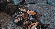 Lilith participe au concours pour gagner de l'argent avec cette photo : cat, tortoiseshell_cat, couch, blanket, indoor, relaxed, pet, feline, fur, cozy, resting, sleeping, domestic_animal, texture, fabric, animal, cute, lying_down, home, comfort
