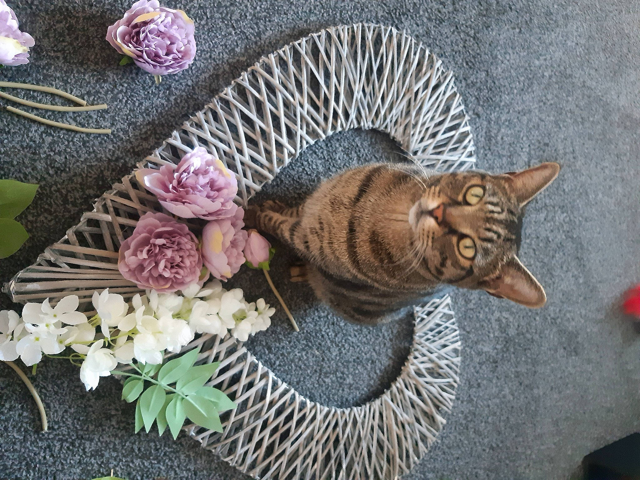 Duncan joined the competition — help win amazing prizes! carnivore, cat, costume_hat, domestic_short_haired_cat, fashion_accessory, fawn, felidae, fish, flower, flower_arranging, fur, grass, hat, petal, plant, small_to_medium_sized_cats, tail, terrestrial_animal, tree, whiskers