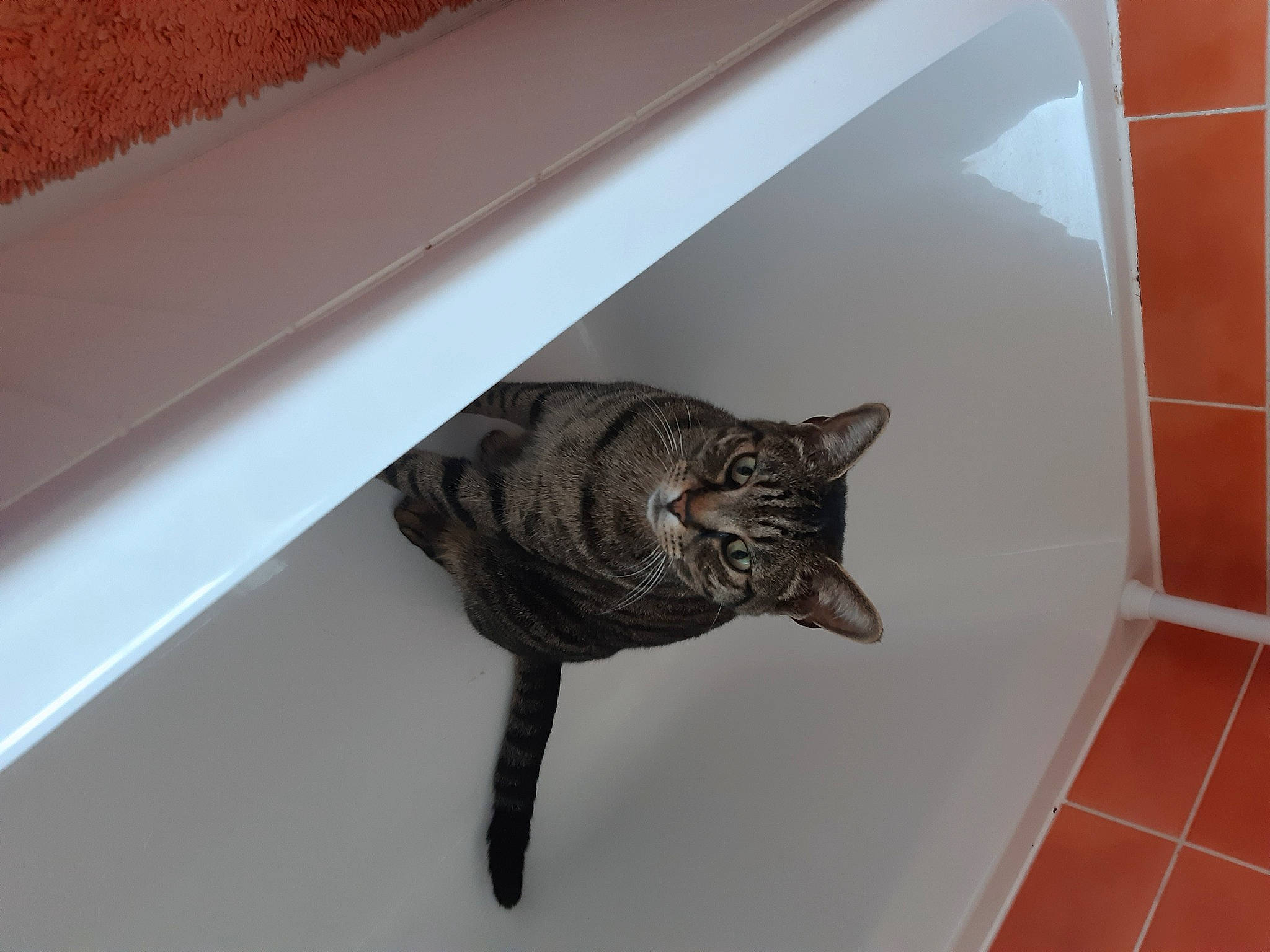 Duncan joined the competition — help win amazing prizes! carnivore, cat, cat_supply, domestic_short_haired_cat, felidae, flooring, fur, hardwood, metal, pet_supply, room, small_to_medium_sized_cats, tail, terrestrial_animal, whiskers, wood