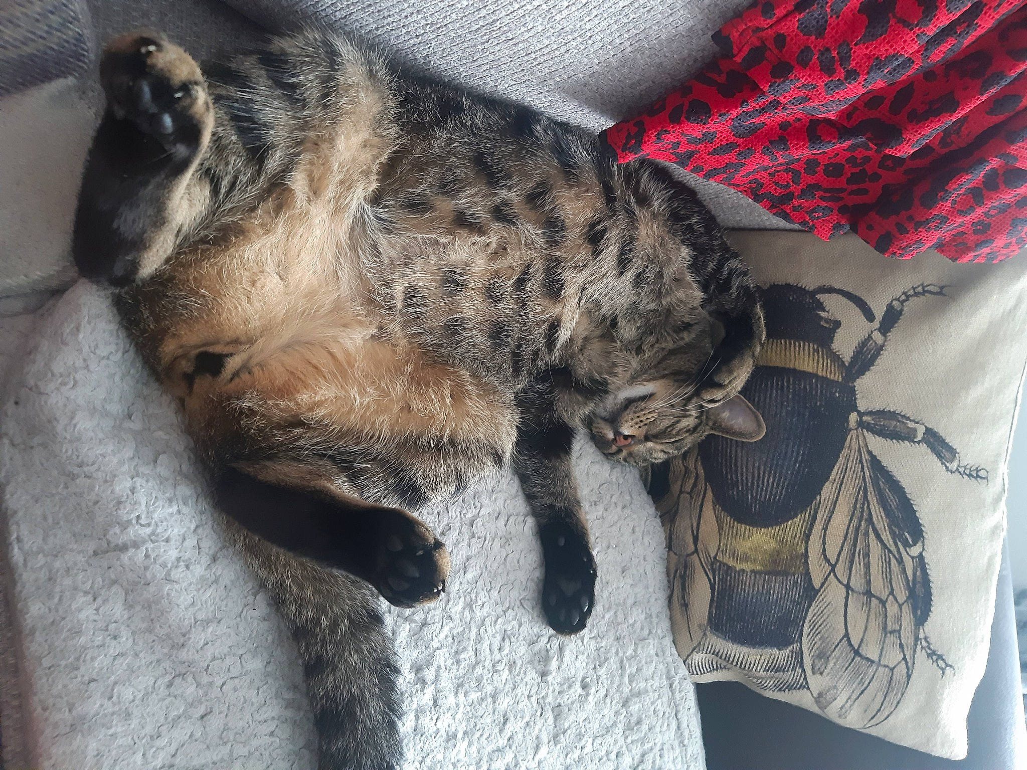 Duncan joined the competition — help win amazing prizes! carmine, carnivore, claw, comfort, dog_breed, domestic_short_haired_cat, felidae, fur, grey, human_leg, linens, pattern, paw, sleeve, small_to_medium_sized_cats, snout, sporting_group, tail, terrestrial_animal, whiskers