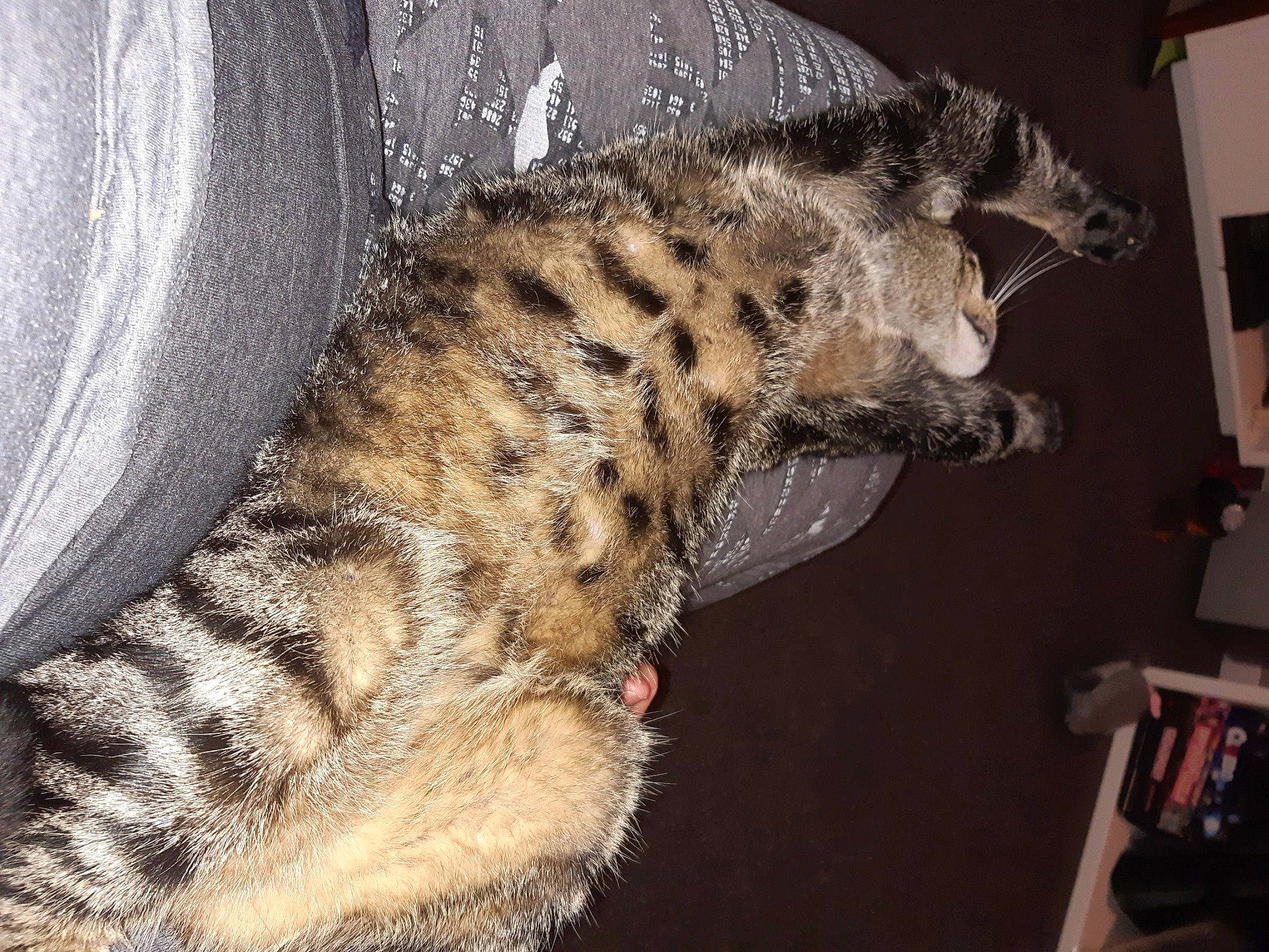 Duncan is registered to the contest to win money with this photo: carnivore, cat, claw, domestic_short_haired_cat, felidae, fur, paw, small_to_medium_sized_cats, snout, tail, terrestrial_animal, whiskers