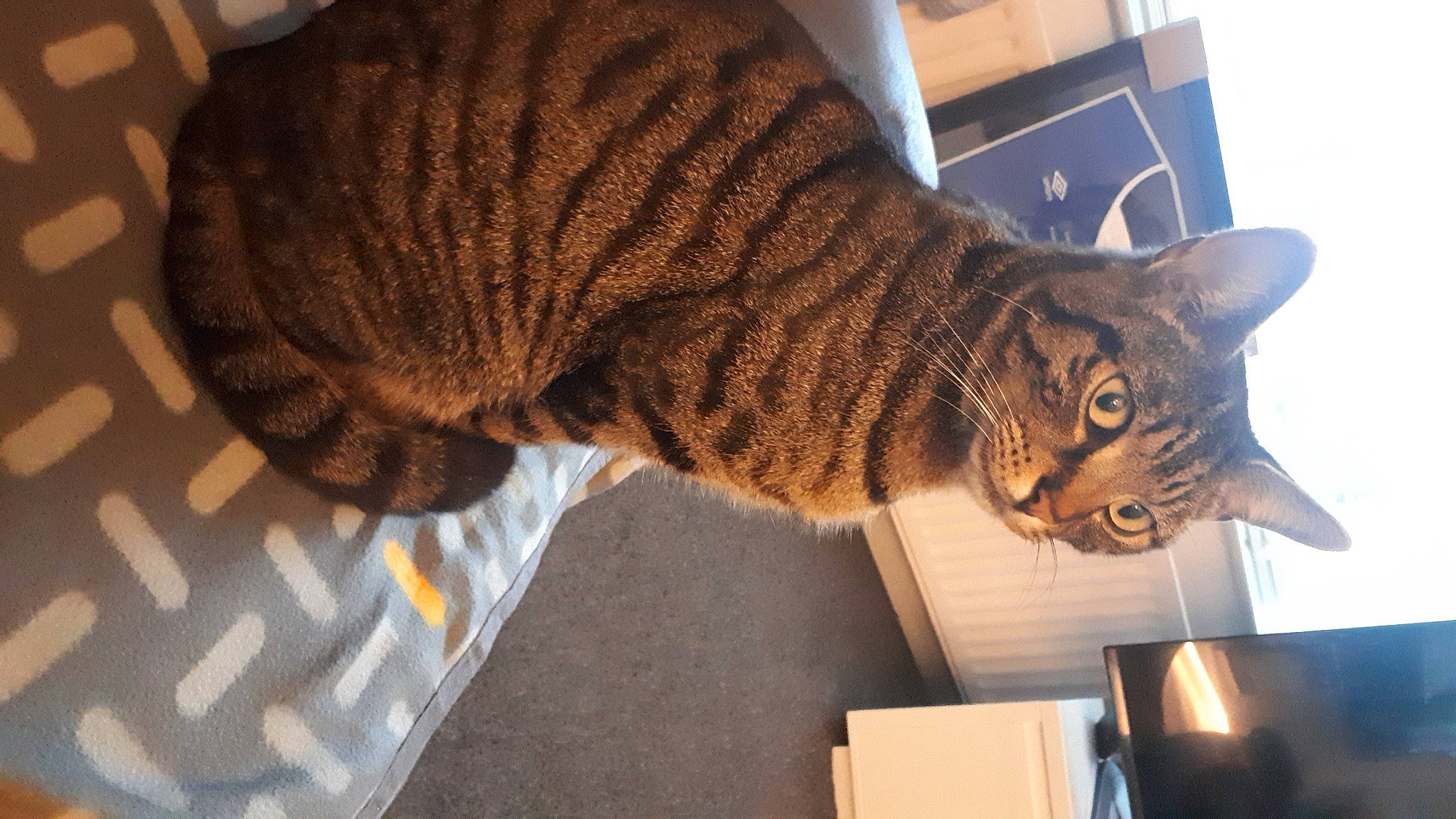 Duncan joined the competition — help win amazing prizes! carnivore, cat, comfort, domestic_short_haired_cat, fawn, felidae, fur, metal, pattern, shipping_box, small_to_medium_sized_cats, snout, tail, terrestrial_animal, whiskers, wood, wool, woolen