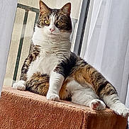 Saxo participe au concours pour gagner de l'argent avec cette photo : cat, tabby, indoor, window, curtain, furniture, orange, white, pet, relaxed, fluffy, paw, animal, sitting, looking, domestic, cute, feline, cozy, resting