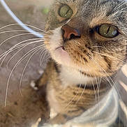 Peanut joined the competition — help win amazing prizes! cat, tabby, close_up, whiskers, green_eyes, outdoor, curious, pet, feline, animal, nature, sunlight, ground, fur, portrait, mammal, domestic, cute, face, whisker