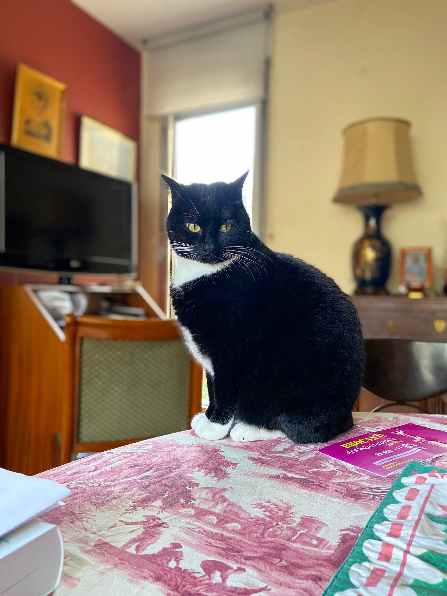 Mathis a rejoint le concours — aidez-le/la à gagner de superbes lots ! bed, black_cat, carnivore, cat, comfort, domestic_short_haired_cat, felidae, flooring, fur, grey, hardwood, lamp, linens, room, small_to_medium_sized_cats, table, tail, whiskers, window, wood