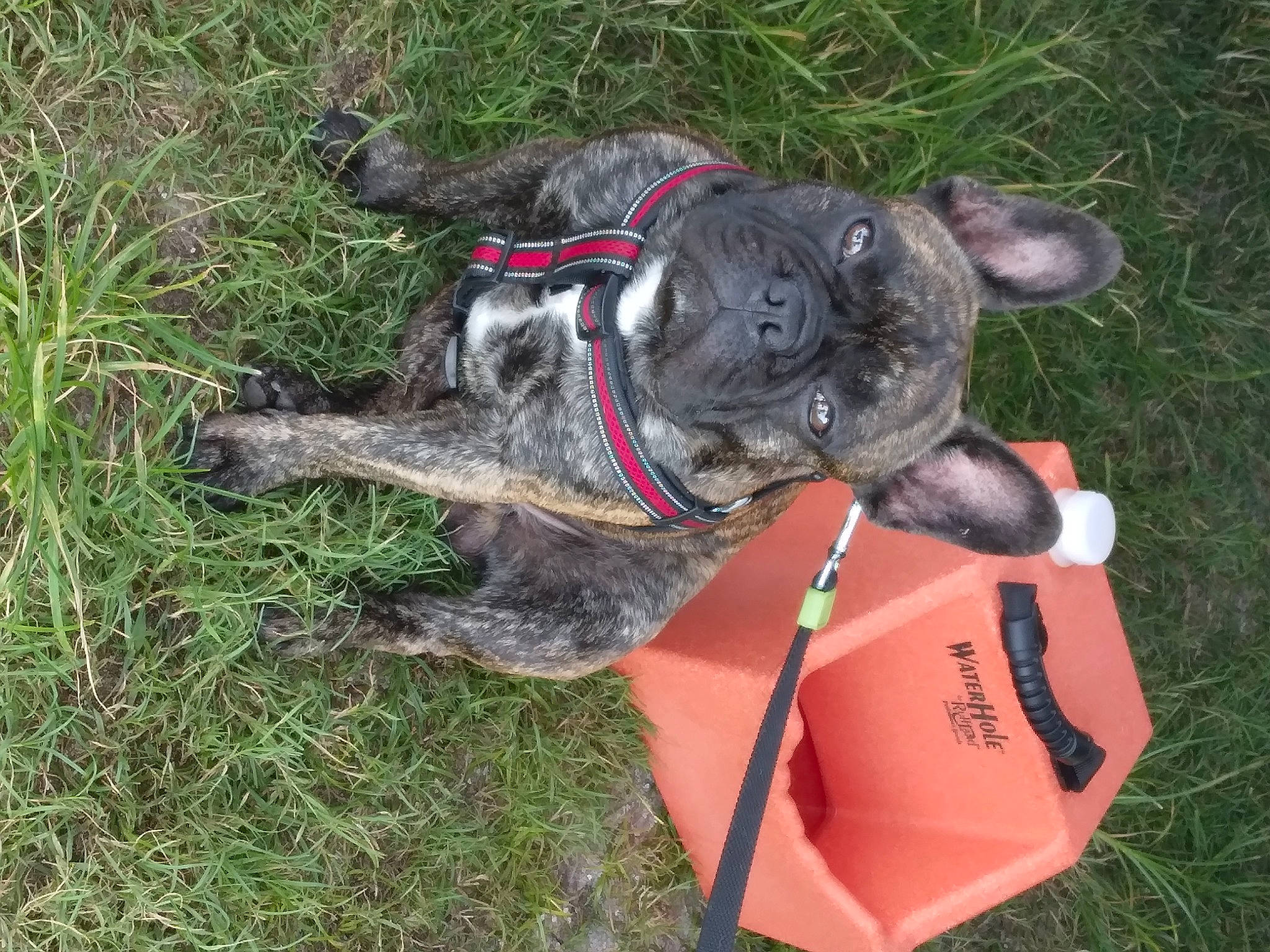 Tanner is registered to the contest to win money with this photo: canidae, carnivore, collar, companion_dog, dog, dog_breed, dog_collar, dog_supply, fawn, grass, guard_dog, leash, non_sporting_group, pet_supply, sculpture, snout, sporting_group, tail, terrestrial_animal, working_animal