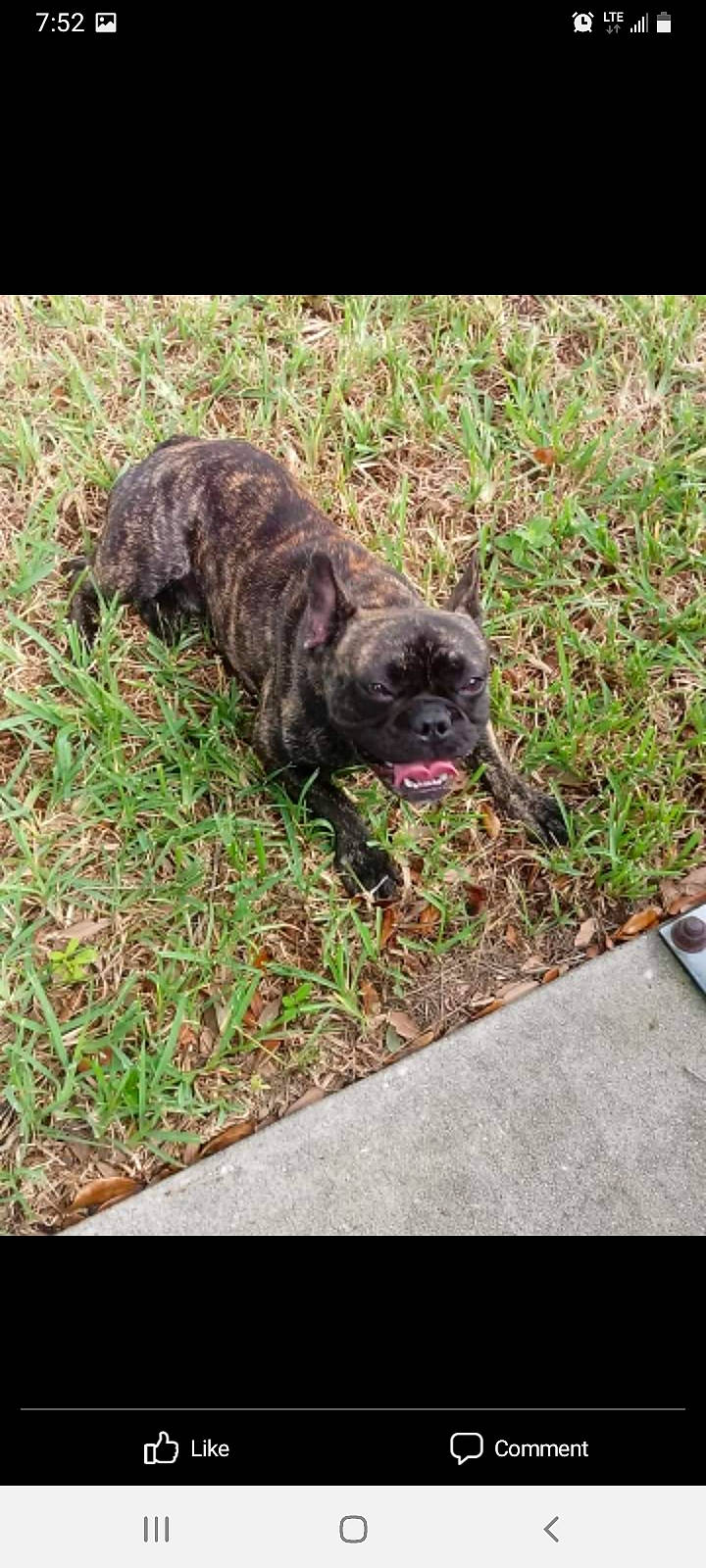 Tanner is registered to the contest to win money with this photo: canidae, carnivore, companion_dog, dog, dog_breed, fawn, fur, grass, groundcover, liver, plant, pug, puppy, snout, soil, sporting_group, tail, terrestrial_animal, toy_dog, working_animal