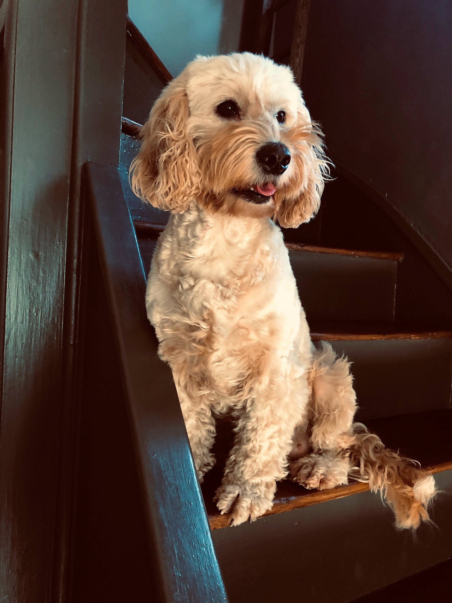 Hattie is registered to the contest to win money with this photo: carnivoran, cavachon, cavapoo, cockapoo, companion_dog, dog, dog_breed, dog_like_mammal, fur, goldendoodle, havanese, miniature_poodle, poodle, poodle_crossbreed, puppy, schnoodle, snout, sporting_lucas_terrier, vertebrate