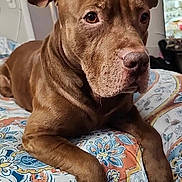 Stitch is registered to the contest to win money with this photo: dog, brown_dog, bed, indoor, patterned_bedspread, pet, animal, resting, canine, ears, fur, paw, snout, domestic_animal, looking_away, cozy, home, furniture, portrait, relaxed