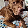 animal, bed, brown_dog, canine, cozy, dog, domestic_animal, ears, fur, furniture, home, indoor, looking_away, patterned_bedspread, paw, pet, portrait, relaxed, resting, snout