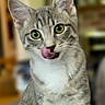 Dottie joined the competition — help win amazing prizes! cat, tabby, gray_cat, green_eyes, animal, pet, feline, sitting, portrait, close_up, whiskers, ears, striped_fur, white_chest, pink_tongue, licking, indoors, blurred_background, cute, alert