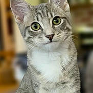 Dottie is registered to the contest to win money with this photo: cat, kitten, tabby, silver_fur, striped_fur, green_eyes, whiskers, ears, animal, pet, sitting, portrait, close_up, indoor, blurred_background, white_chest, gray_fur, alert, cute, photography
