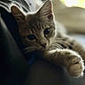 Dottie joined the competition — help win amazing prizes! cat, tabby, kitten, pet, animal, feline, whiskers, ears, paw, fur, striped_fur, close_up, portrait, indoors, cozy, resting, curious, soft_lighting, shallow_depth_of_field, couch