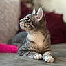 cat, feline, gray_cat, white_paws, animal, pet, whiskers, ears, profile, sitting, lying_down, bed, bedroom, cushion, pillow, indoors, portrait, cozy, soft_lighting, relaxed
