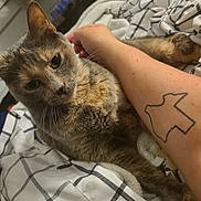 Annabelle is registered to the contest to win money with this photo: animal, arm, bed, blanket, cat, closeup, comfort, cozy, feline, fur, human, indoor, pattern, paw, pet, relaxed, resting, striped, tattoo, whiskers