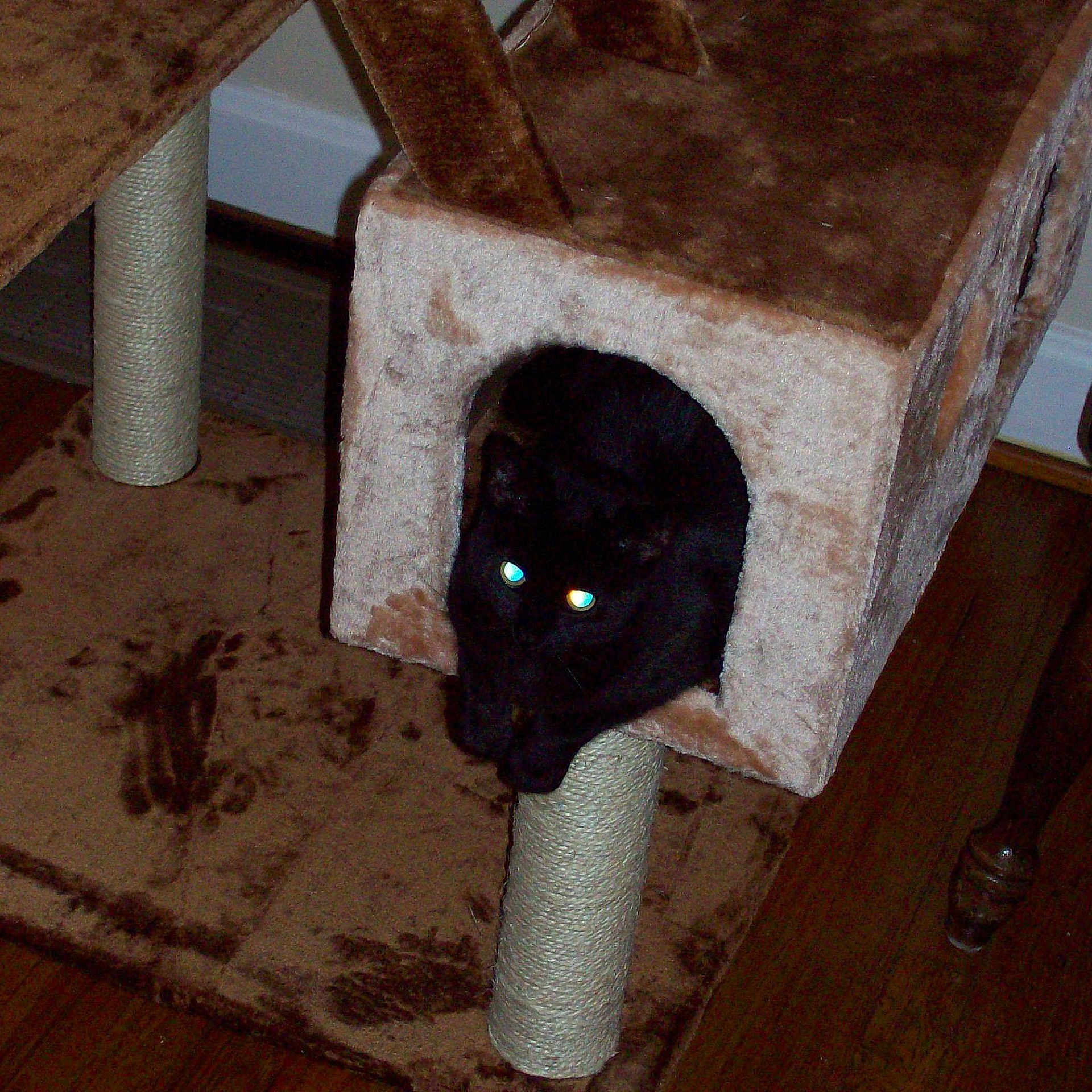 Ember