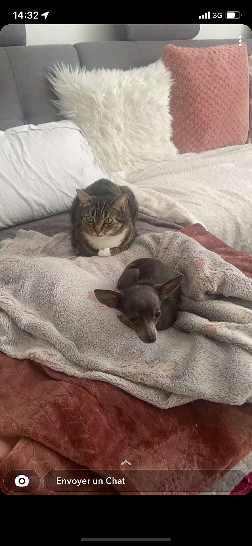 Mia a rejoint le concours — aidez-le/la à gagner de superbes lots ! bed, bed_sheet, bedding, brown, carnivore, cat, comfort, domestic_short_haired_cat, fawn, felidae, flooring, fur, grey, linens, room, small_to_medium_sized_cats, tail, textile, whiskers, wood