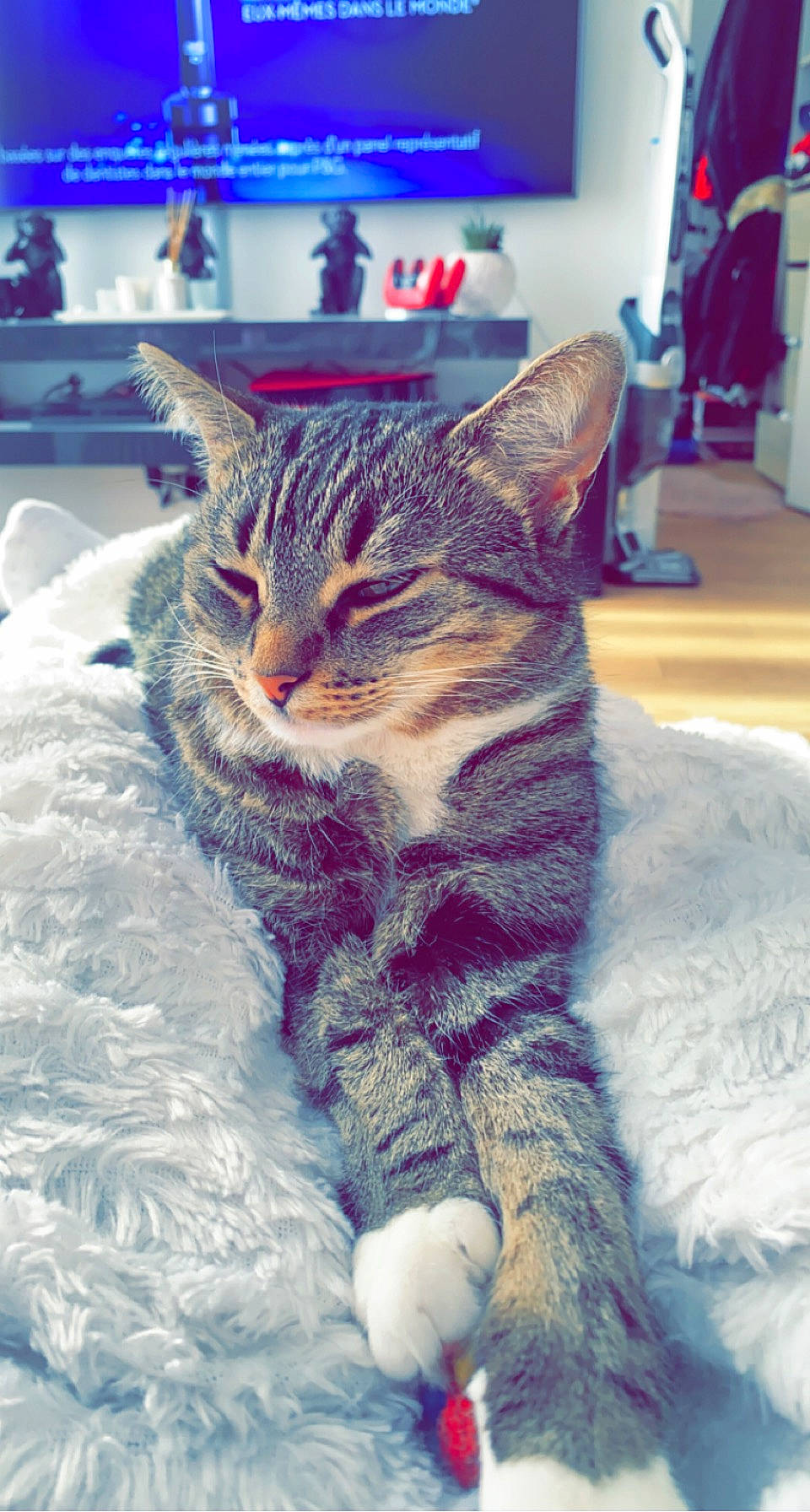 Mia participe au concours pour gagner de l'argent avec cette photo : blue, carnivore, cat, claw, domestic_short_haired_cat, electric_blue, felidae, freezing, fur, hug, pattern, paw, plant, sitting, small_to_medium_sized_cats, snout, tail, tree, whiskers, winter