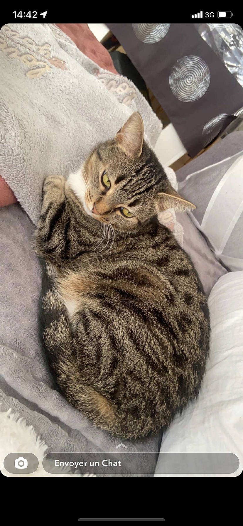 Mia a rejoint le concours — aidez-le/la à gagner de superbes lots ! carnivore, cat, claw, comfort, domestic_short_haired_cat, eye, felidae, fur, grey, paw, sitting, small_to_medium_sized_cats, snout, tail, terrestrial_animal, whiskers