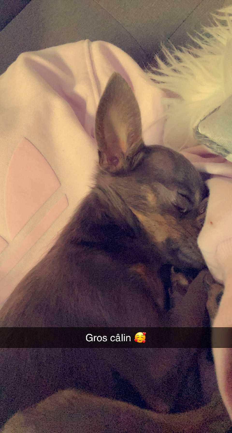 Shipie participe au concours pour gagner de l'argent avec cette photo : carnivore, companion_dog, dog, dog_breed, ear, eyelash, fawn, felidae, font, fur, gesture, grey, happy, liver, neck, paw, small_to_medium_sized_cats, snout, toy_dog, whiskers