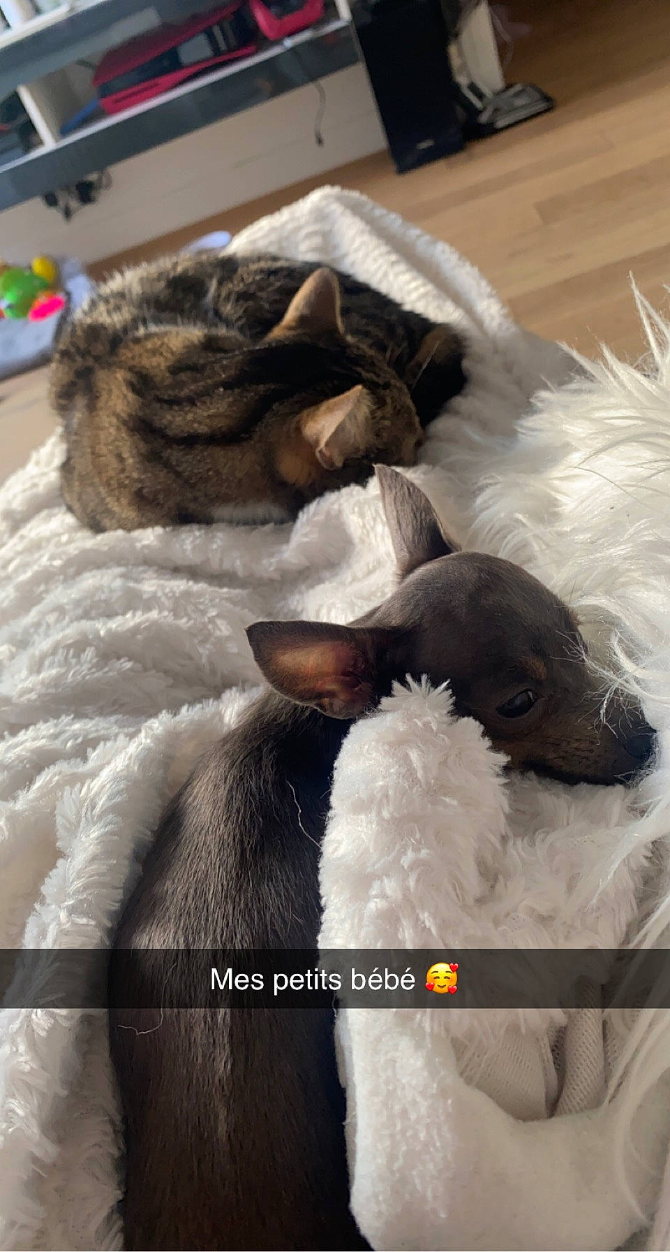 Shipie participe au concours pour gagner de l'argent avec cette photo : bed, bedding, carnivore, cat, comfort, companion_dog, dog, dog_breed, dog_supply, fawn, felidae, fur, linens, liver, mammal, pet_supply, snout, vertebrate, whiskers, working_animal