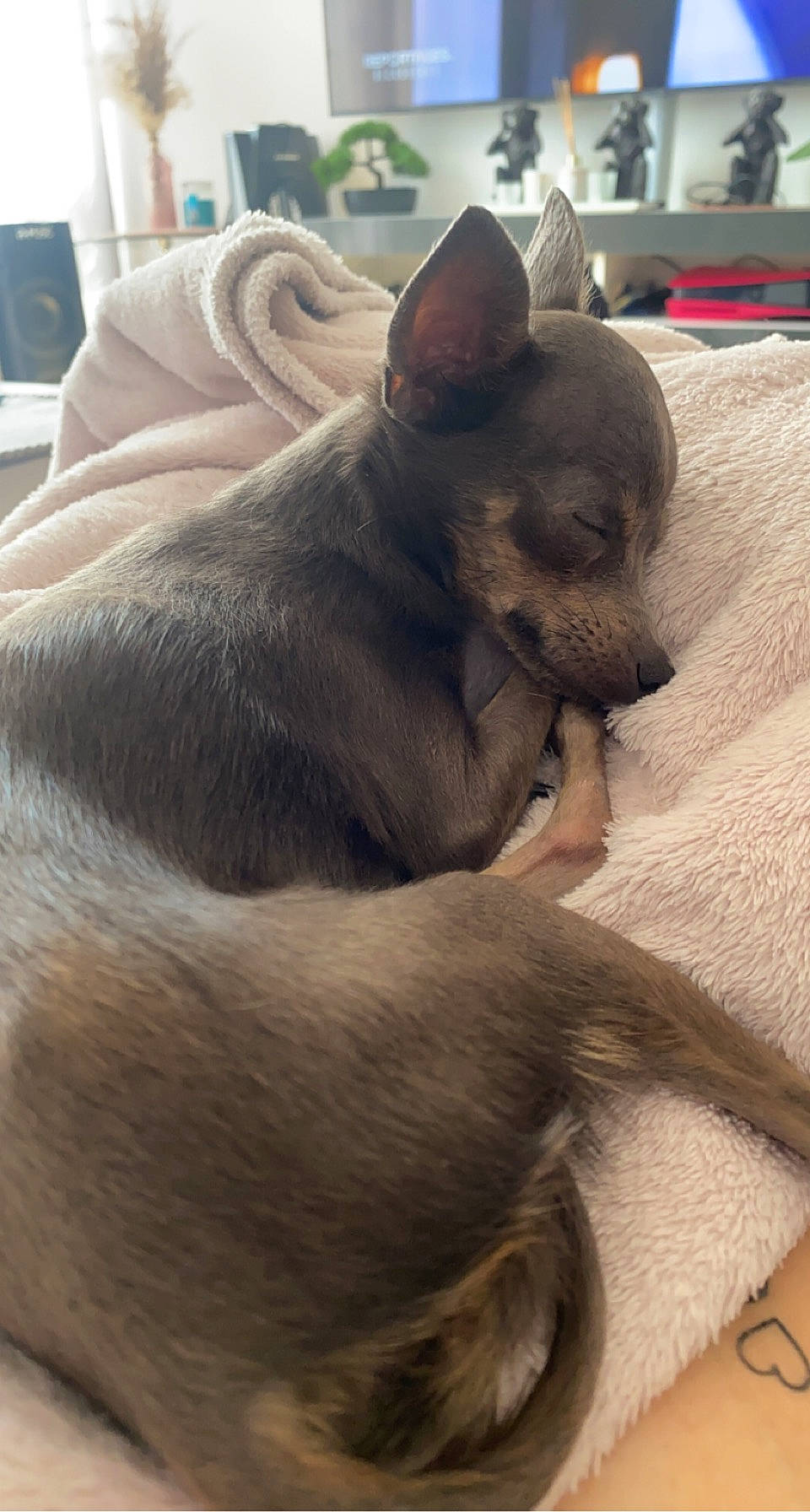 Shipie participe au concours pour gagner de l'argent avec cette photo : bulldog, canidae, carnivore, comfort, companion_dog, corgi_chihuahua, dog, dog_breed, ear, fawn, felidae, fur, grey, nap, snout, sporting_group, terrestrial_animal, toy_dog, whiskers, working_animal