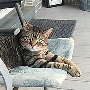 Toby is registered to the contest to win money with this photo: cat, tabby, pet, animal, chair, porch, furniture, relaxing, paws, green_eyes, striped, domestic_cat, looking, resting, home, indoor, closeup, cute, calm, comfortable