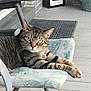 cat, tabby, pet, animal, chair, porch, furniture, relaxing, paws, green_eyes, striped, domestic_cat, looking, resting, home, indoor, closeup, cute, calm, comfortable