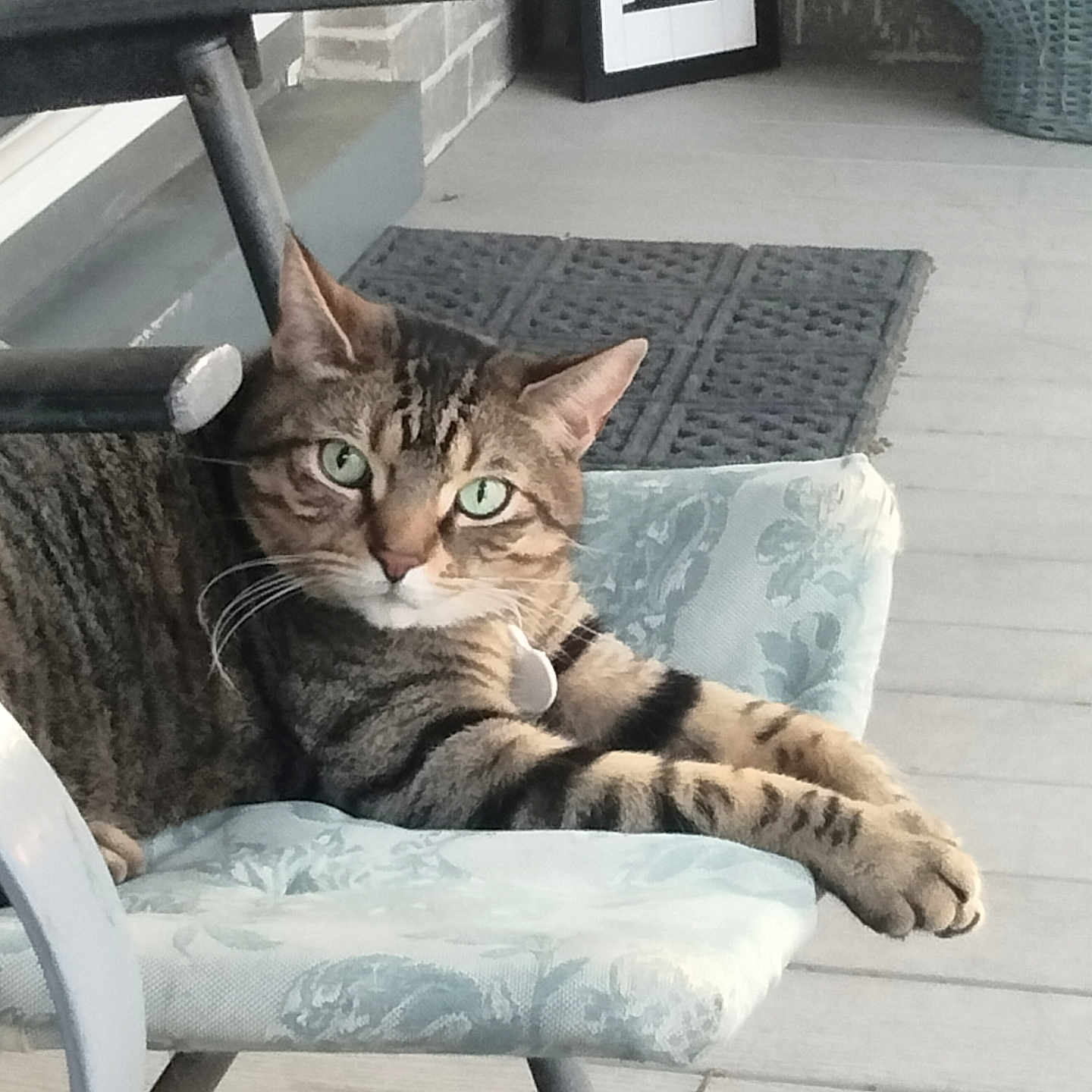 Toby is registered to the contest to win money with this photo: animal, calm, cat, chair, closeup, comfortable, cute, domestic_cat, furniture, green_eyes, home, indoor, looking, paws, pet, porch, relaxing, resting, striped, tabby