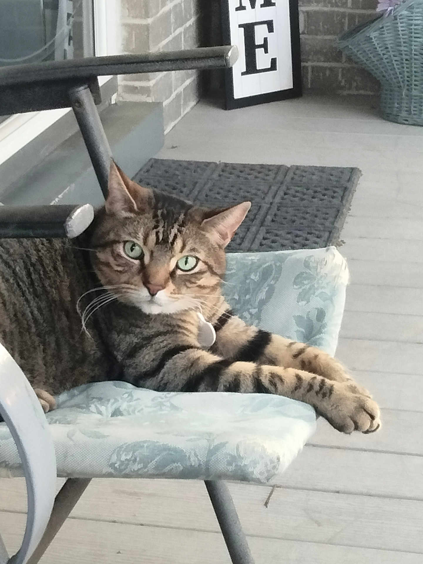 Toby is registered to the contest to win money with this photo: cat, tabby, pet, animal, chair, porch, furniture, relaxing, paws, green_eyes, striped, domestic_cat, looking, resting, home, indoor, closeup, cute, calm, comfortable