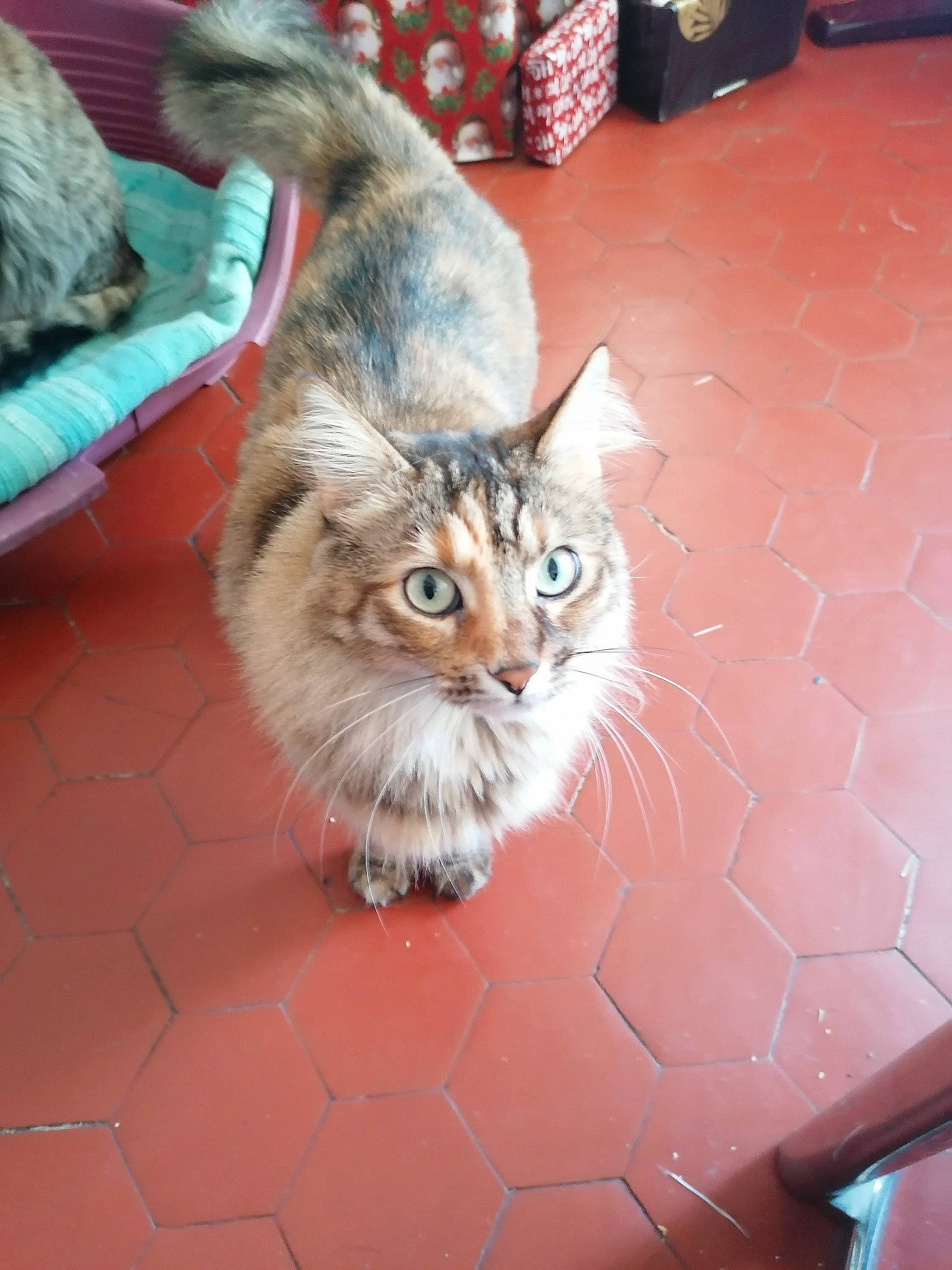 Tigrou Et Princesse participe au concours pour gagner de l'argent avec cette photo : asian_semi_longhair, box, carnivore, cat, couch, domestic_long_haired_cat, felidae, floor, flooring, fur, home_accessories, living_room, small_to_medium_sized_cats, studio_couch, tile, vertebrate, whiskers