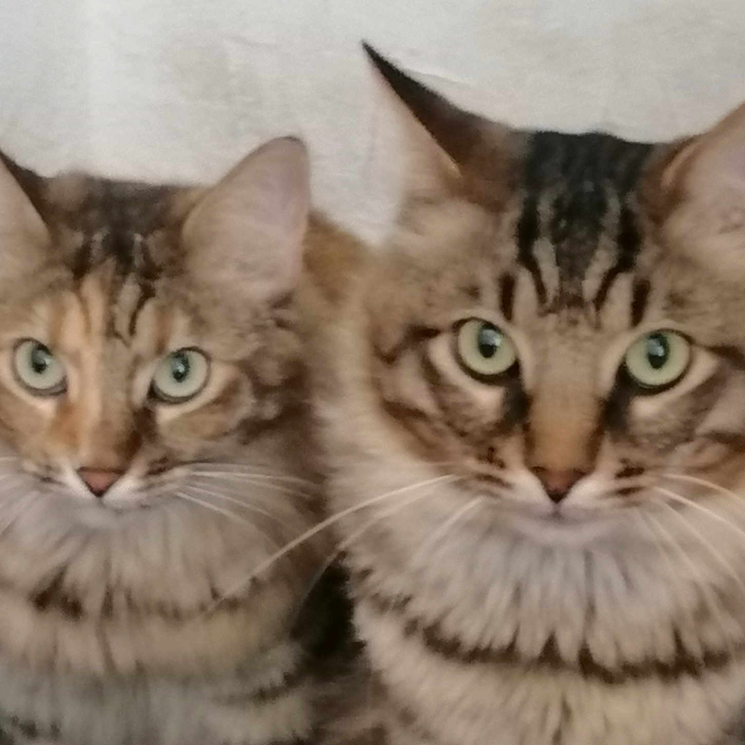 Tigrou Et Princesse
