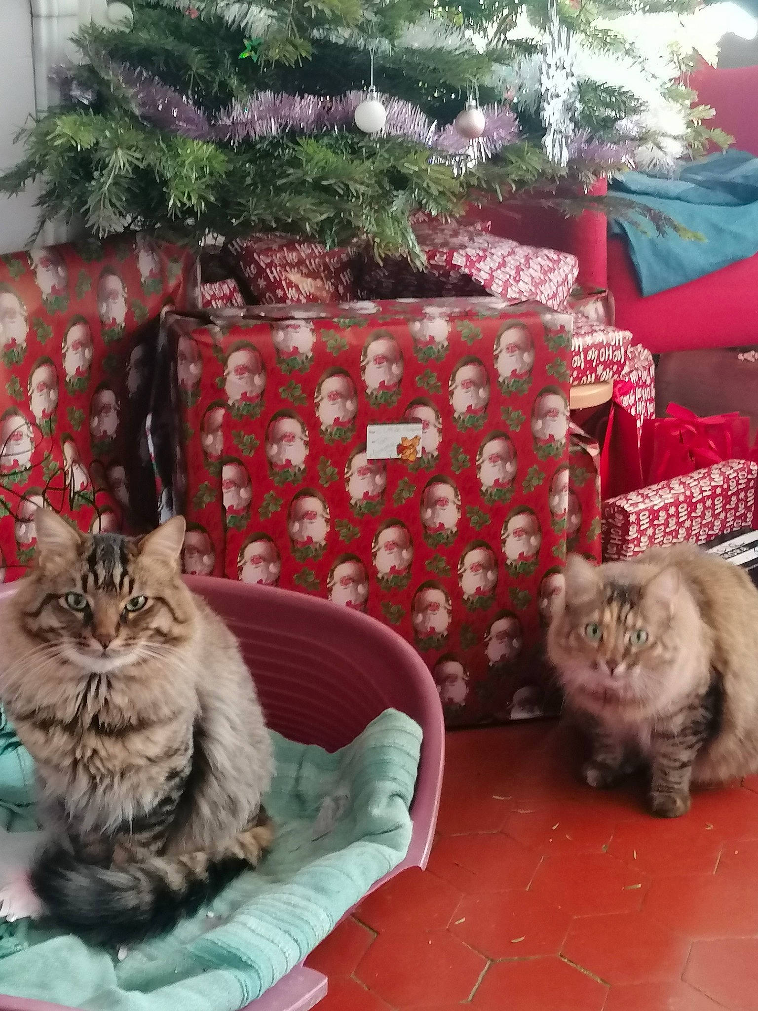 Tigrou Et Princesse a rejoint le concours — aidez-le/la à gagner de superbes lots ! british_semi_longhair, carnivore, cat, cat_supply, christmas, christmas_decoration, christmas_eve, christmas_ornament, conifer, felidae, fur, holiday, interior_design, living_room, ornament, pine, pine_family, small_to_medium_sized_cats, vertebrate, whiskers