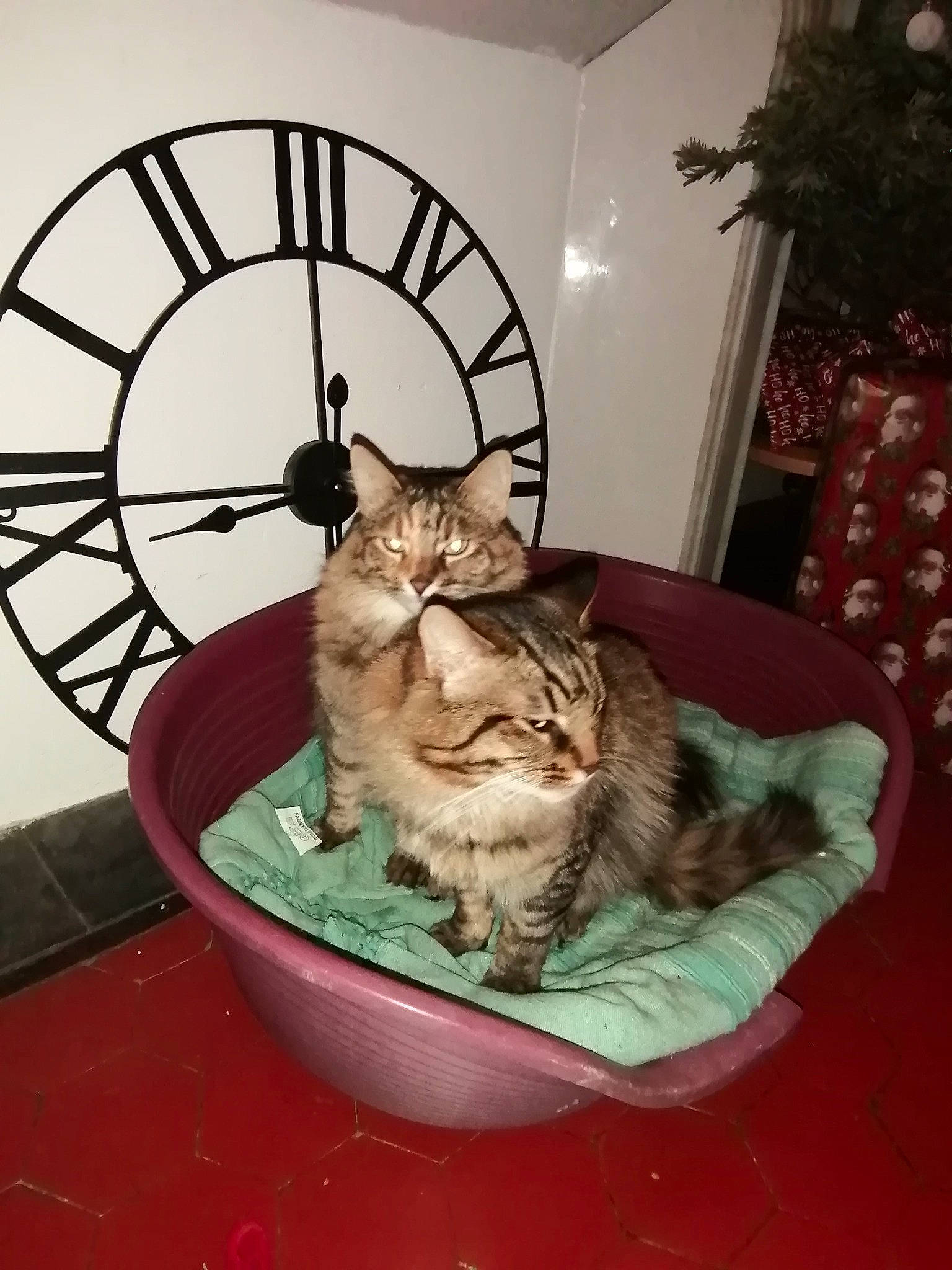 Tigrou Et Princesse a rejoint le concours — aidez-le/la à gagner de superbes lots ! carnivore, cat, cat_bed, cat_furniture, cat_supply, christmas, christmas_decoration, christmas_tree, circle, felidae, holiday, holiday_ornament, home_accessories, interior_design, ornament, pet_supply, small_to_medium_sized_cats, tabby_cat, wall_clock, whiskers