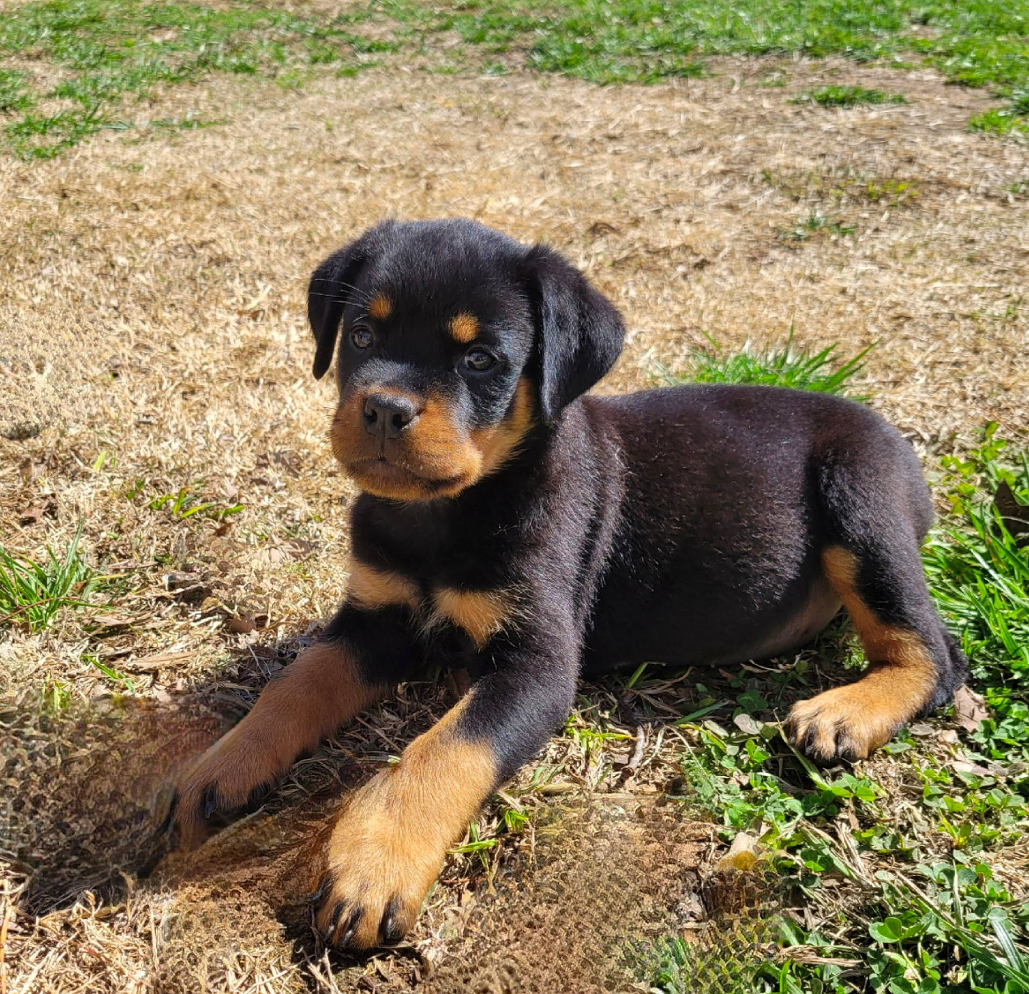 Maggie is registered to the contest to win money with this photo: beaglier, canidae, carlin_pinscher, carnivore, companion_dog, dog, dog_breed, fawn, grass, hunting_dog, plant, puppy, rottweiler, snout, sporting_group, terrestrial_animal, working_animal, working_dog