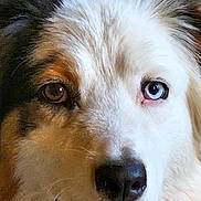 Mina a rejoint le concours — aidez-le/la à gagner de superbes lots ! animal, blue_eye, brown_eye, canine, close_up, curious, cute, dog, domestic_animal, face, fluffy_fur, friendly, fur_texture, heterochromia, indoor, mammal, pet, portrait, snout, whiskers