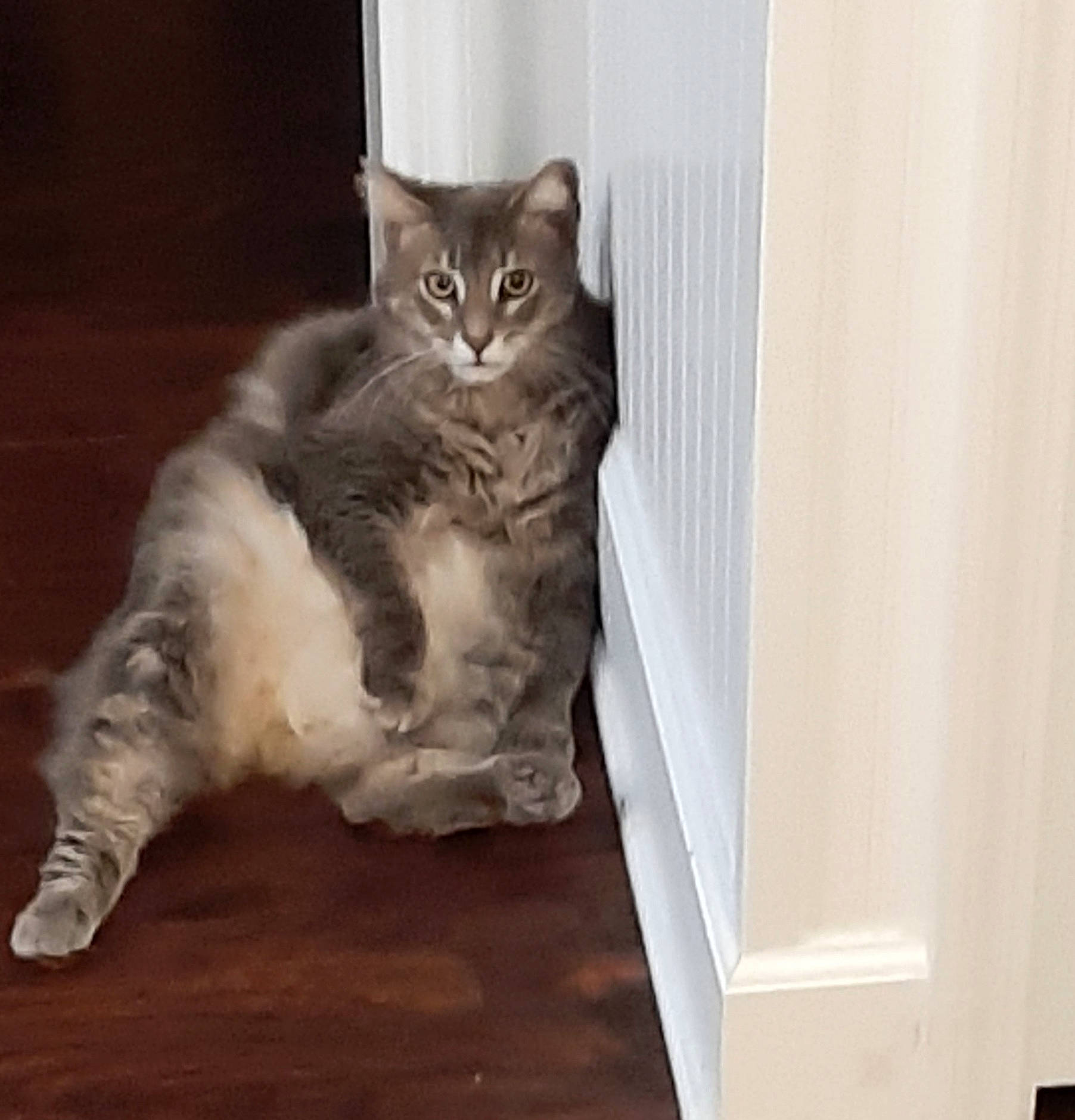 Piper joined the competition — help win amazing prizes! carnivore, cat, comfort, domestic_short_haired_cat, fawn, felidae, flooring, fur, grey, hardwood, laminate_flooring, paw, small_to_medium_sized_cats, snout, tail, whiskers, window, wood, wood_flooring, wood_stain